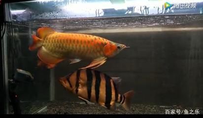 龍魚怎么搭配好看的魚：七彩神仙魚與龍魚混養注意事項虎魚與龍魚混養注意事項 龍魚怎么搭配好看的魚：七彩神仙魚與龍魚混養注意事項虎魚與龍魚混養注意事項 龍魚百科 第4張