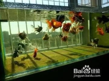 如何保持魚缸水質穩(wěn)定（保持魚缸水質穩(wěn)定是確保觀賞魚健康和延長壽命的關鍵）