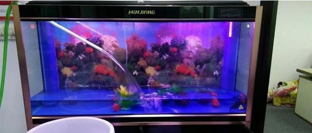 如何保持魚缸水質穩(wěn)定（保持魚缸水質穩(wěn)定是確保觀賞魚健康和延長壽命的關鍵）