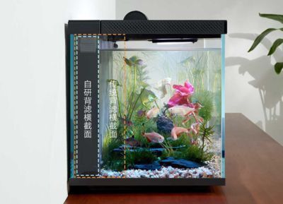 龍魚可以和哪些魚混養一起養：適合與龍魚混養的魚類
