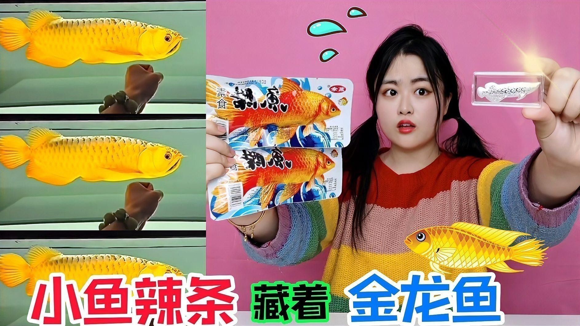 龍魚該怎么養活