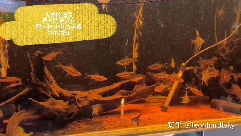 如何飼養紅龍魚以促進腮部發色？ 如何飼養紅龍魚以促進腮部發色？ 龍魚百科 第5張