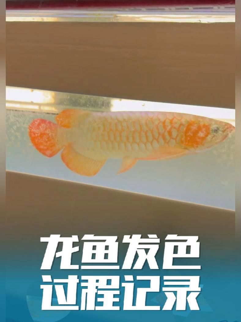 如何飼養紅龍魚以促進腮部發色？ 如何飼養紅龍魚以促進腮部發色？ 龍魚百科 第6張