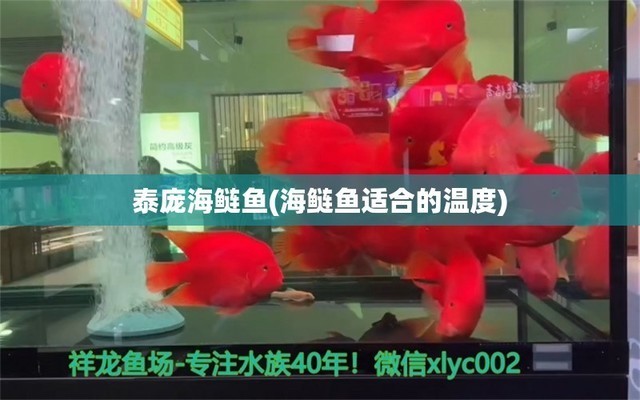 龍魚最好吃十大品牌