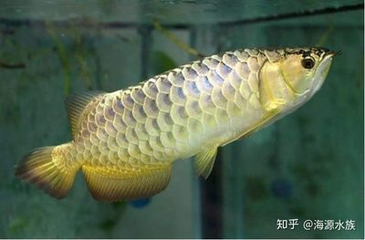 龍魚和什么魚一起養（龍魚混養常見問題及解決方案龍魚混養常見問題及解決方案）