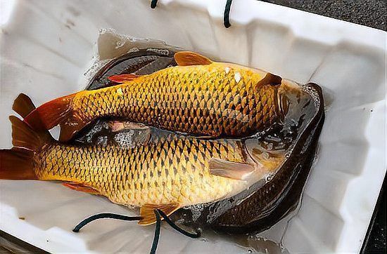 鯉魚為啥現(xiàn)在很多人不吃