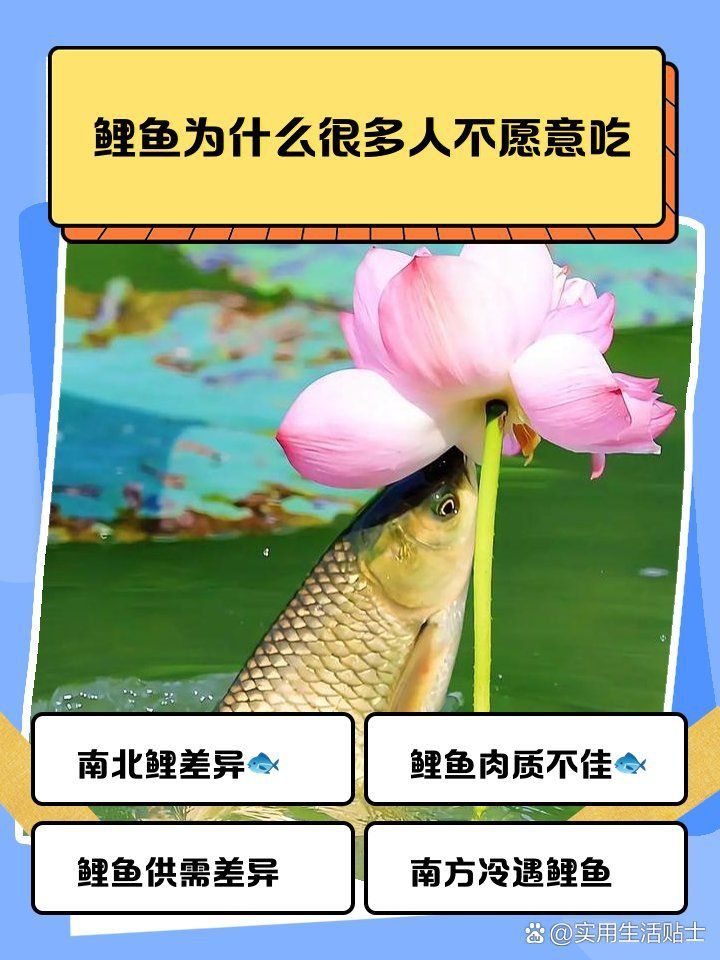 鯉魚為啥現(xiàn)在很多人不吃