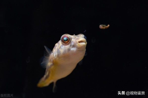 龍魚魚鰭開叉還能連起來嗎：龍魚關刀鰭，獨特之美與飼養之道