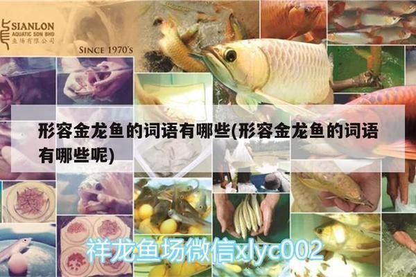 金龍魚的贊美詞語有哪些（贊美金龍魚的詞語和表達） 金龍魚的贊美詞語有哪些（贊美金龍魚的詞語和表達） 龍魚百科 第2張
