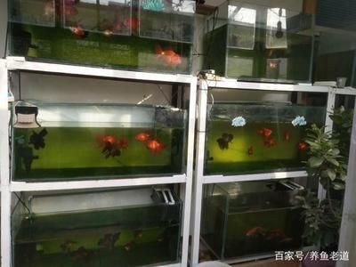 魚缸養龍魚的飼養管理方法有哪些：魚缸養龍魚的飼養管理方法