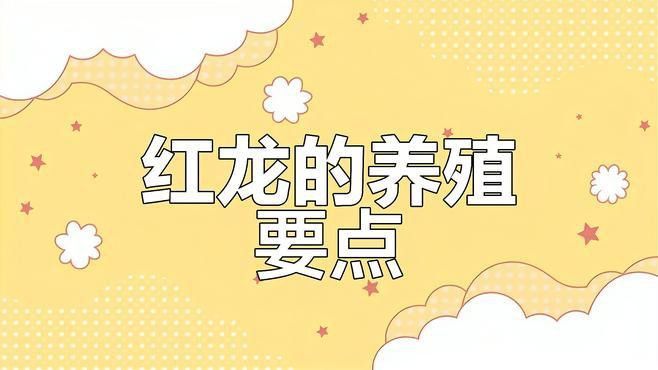 紅龍魚怎么樣養(yǎng)殖的