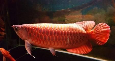 龍魚長什么樣子：龍魚的分類和特點