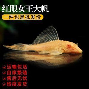 龍魚做檢疫過程中喂食嗎會死嗎：龍魚檢疫過程中是否喂食會導致死亡，需要考慮幾個關鍵因素