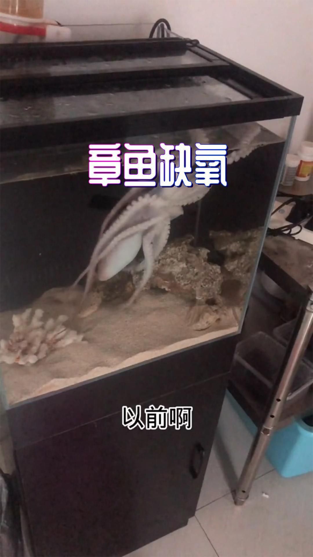 缺氧魚急救措施