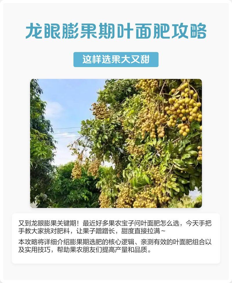 有哪些品牌葉面肥適合龍眼膨大期？