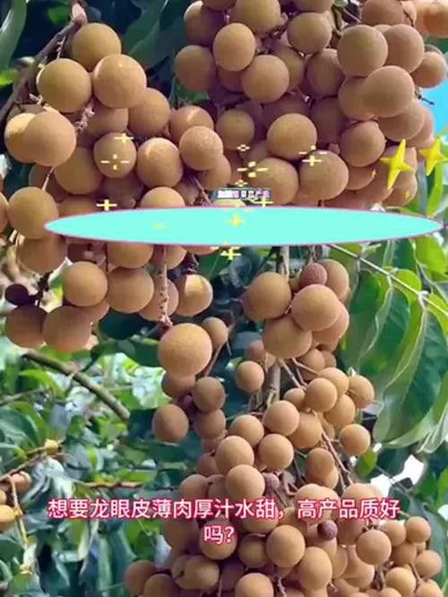 有哪些品牌葉面肥適合龍眼膨大期？