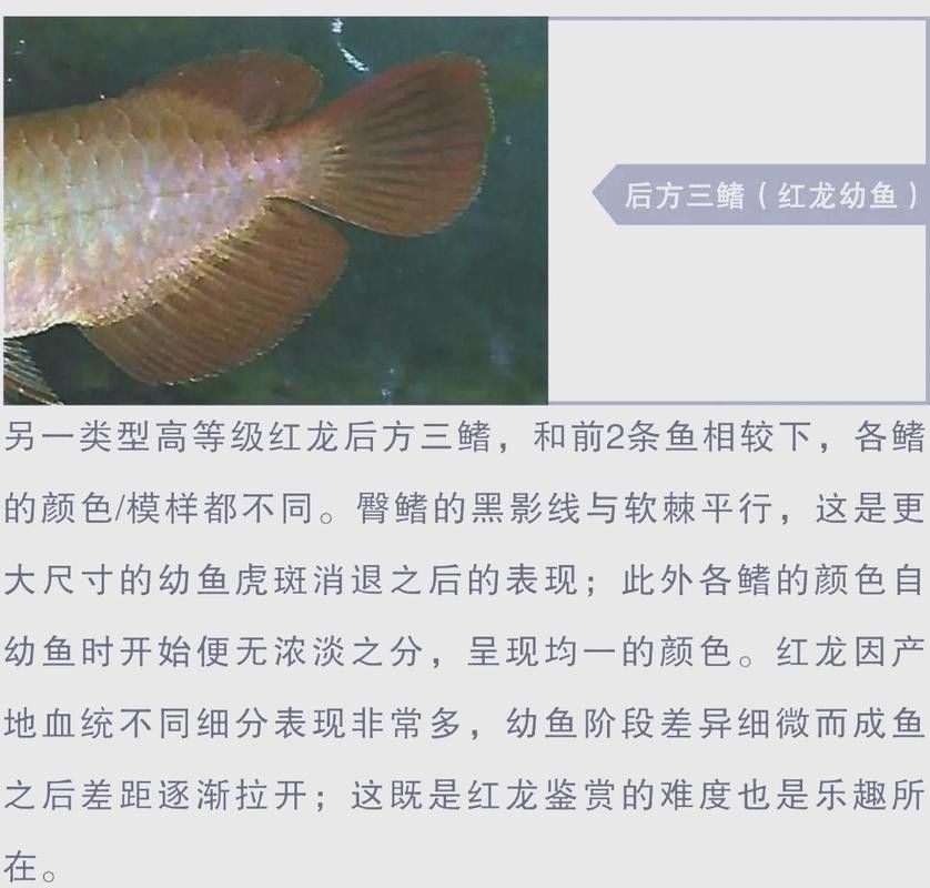 最便宜的紅龍魚是哪種魚 最便宜的紅龍魚是哪種魚 龍魚百科 第3張