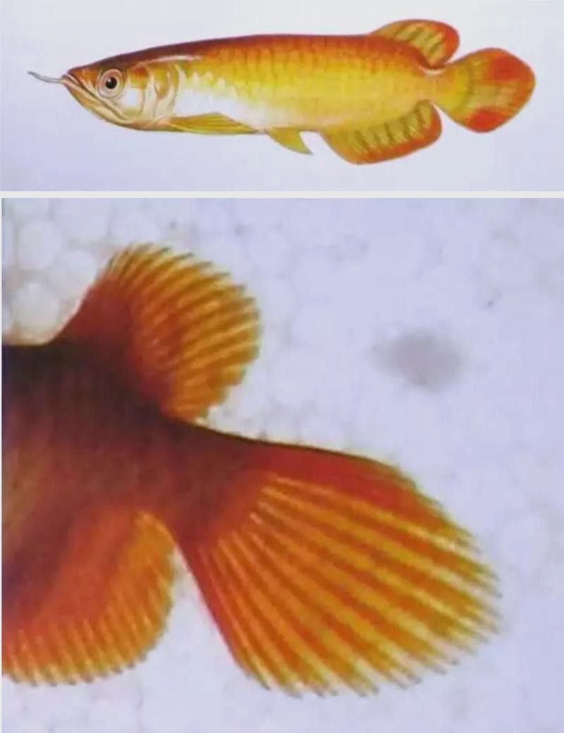 最便宜的紅龍魚是哪種魚 最便宜的紅龍魚是哪種魚 龍魚百科 第4張