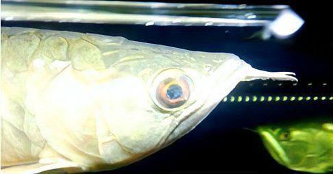 龍魚眼睛有白膜掉下來了