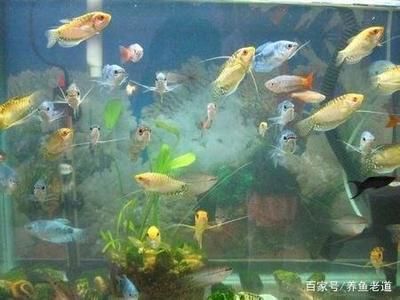 孔雀龍魚(yú)繁殖環(huán)境要求：孔雀龍魚(yú)在繁殖期間需要穩(wěn)定環(huán)境以支持其繁殖過(guò)程