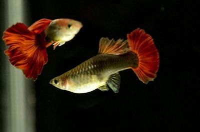 孔雀龍魚(yú)繁殖環(huán)境要求：孔雀龍魚(yú)在繁殖期間需要穩(wěn)定環(huán)境以支持其繁殖過(guò)程