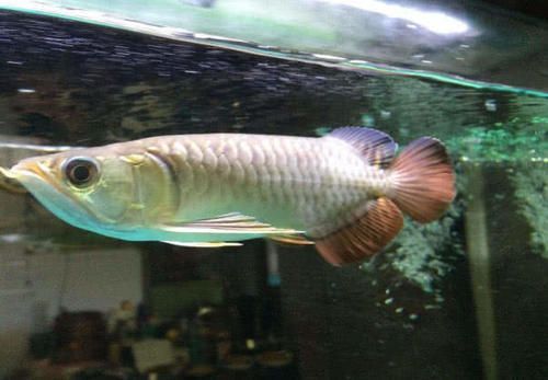 金龍魚多大開始變金：金龍魚發色過程