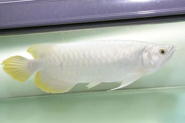 白色的龍魚叫什么品種