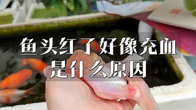 如何預(yù)防魚頭再次充血？