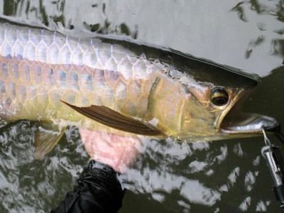 龍魚魚缸品牌排行榜（龍魚魚缸品牌售后服務對比）