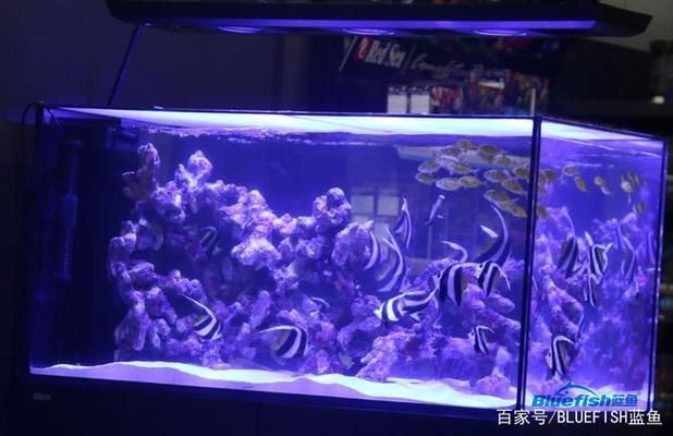 森森魚缸噪音大怎么解決（如何選擇靜音魚缸噪音減少的diy方法魚缸溢流槽降噪技巧）