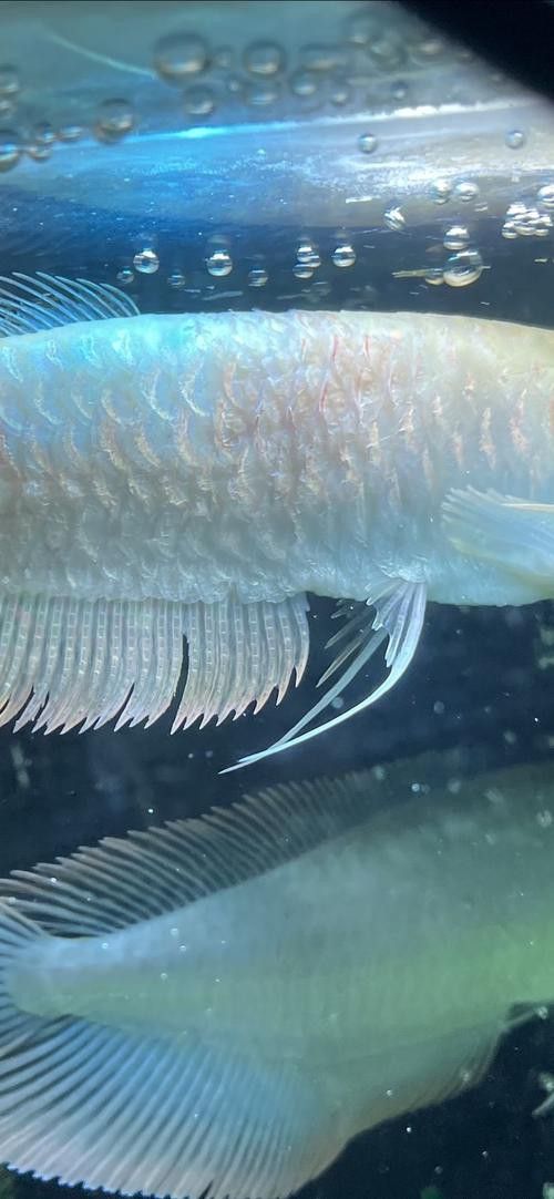 提供幾張龍魚溶鱗中期的圖片