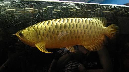 提供幾張龍魚溶鱗中期的圖片