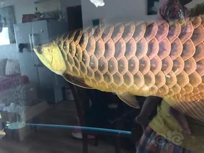 養龍魚不開燈會死嗎：養龍魚并不是必須一直開燈，