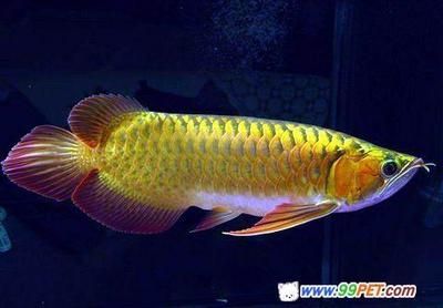 龍魚常見品種飼養與現狀圖片：龍魚常見品種及種及現狀
