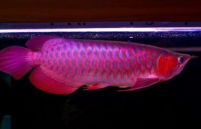 紅龍魚用多少色溫的燈最好：養紅龍魚的注意事項