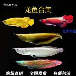 黃化銀龍魚和銀龍有什么區別【腦圖思維導圖思維導圖思維導圖思維導圖思維導圖思維導圖】