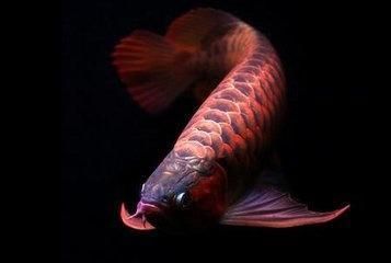紅龍魚的寓意和象征（紅龍魚的含義和寓意是什么）