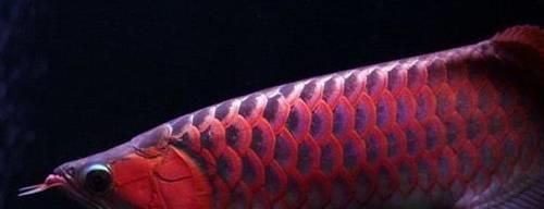 紅龍魚的寓意和象征（紅龍魚的含義和寓意是什么）