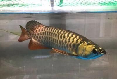 龍魚眼睛有白膜怎么辦然后就破了（龍魚水質管理技巧分享，龍魚用藥注意事項指南）