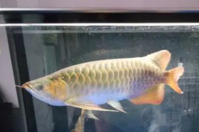 龍魚用燈照多長時間為宜：龍魚用燈照多長時間為宜取決于多長時間為宜