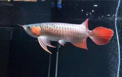 加里曼丹龍魚【加里曼丹龍魚中國高端市場】
