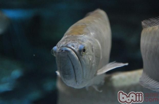銀龍魚和招財貓能混養嗎 銀龍魚和招財貓能混養嗎 龍魚百科 第7張