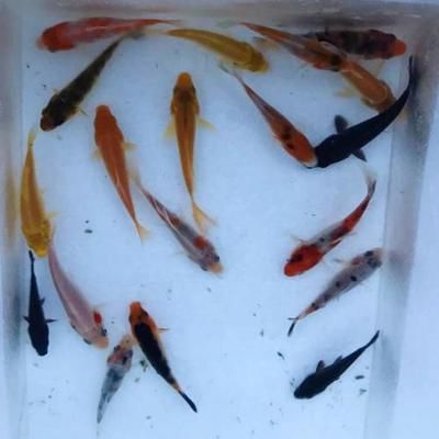 龍魚(yú)魚(yú)苗怎么養(yǎng)活的：龍魚(yú)魚(yú)苗怎么養(yǎng)活 龍魚(yú)魚(yú)苗怎么養(yǎng)活的：龍魚(yú)魚(yú)苗怎么養(yǎng)活 龍魚(yú)百科 第2張