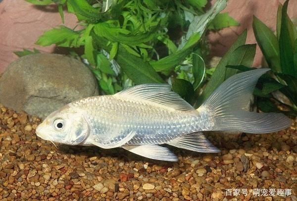 七紋巨鯉魚品種鑒別技巧，七紋巨鯉魚與普通鯉魚區別七紋巨鯉魚與普通鯉魚區別 七紋巨鯉魚品種鑒別技巧，七紋巨鯉魚與普通鯉魚區別七紋巨鯉魚與普通鯉魚區別 龍魚百科 第1張