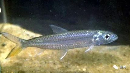 七紋巨鯉魚品種鑒別技巧，七紋巨鯉魚與普通鯉魚區別七紋巨鯉魚與普通鯉魚區別 七紋巨鯉魚品種鑒別技巧，七紋巨鯉魚與普通鯉魚區別七紋巨鯉魚與普通鯉魚區別 龍魚百科 第4張