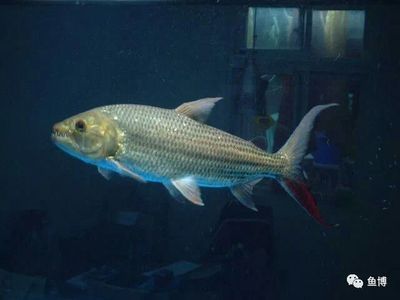 七紋巨鯉魚品種鑒別技巧，七紋巨鯉魚與普通鯉魚區別七紋巨鯉魚與普通鯉魚區別 七紋巨鯉魚品種鑒別技巧，七紋巨鯉魚與普通鯉魚區別七紋巨鯉魚與普通鯉魚區別 龍魚百科 第5張