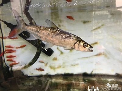 七紋巨鯉魚品種鑒別技巧，七紋巨鯉魚與普通鯉魚區別七紋巨鯉魚與普通鯉魚區別 七紋巨鯉魚品種鑒別技巧，七紋巨鯉魚與普通鯉魚區別七紋巨鯉魚與普通鯉魚區別 龍魚百科 第3張