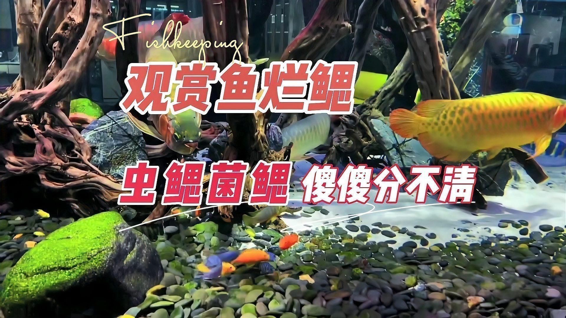 如何判斷魚是否得了爛鰓病？