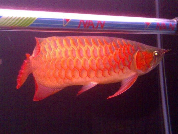 龍魚細菌感染期間需要喂食嗎？