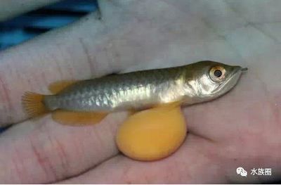 龍魚眼珠一大一小：龍魚眼珠一大一小可能是天生的形態特征而不是天生的 龍魚眼珠一大一小：龍魚眼珠一大一小可能是天生的形態特征而不是天生的 龍魚百科 第2張
